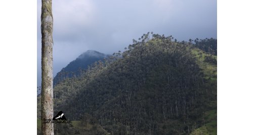Plan Camino del Quindío (3D-2N)